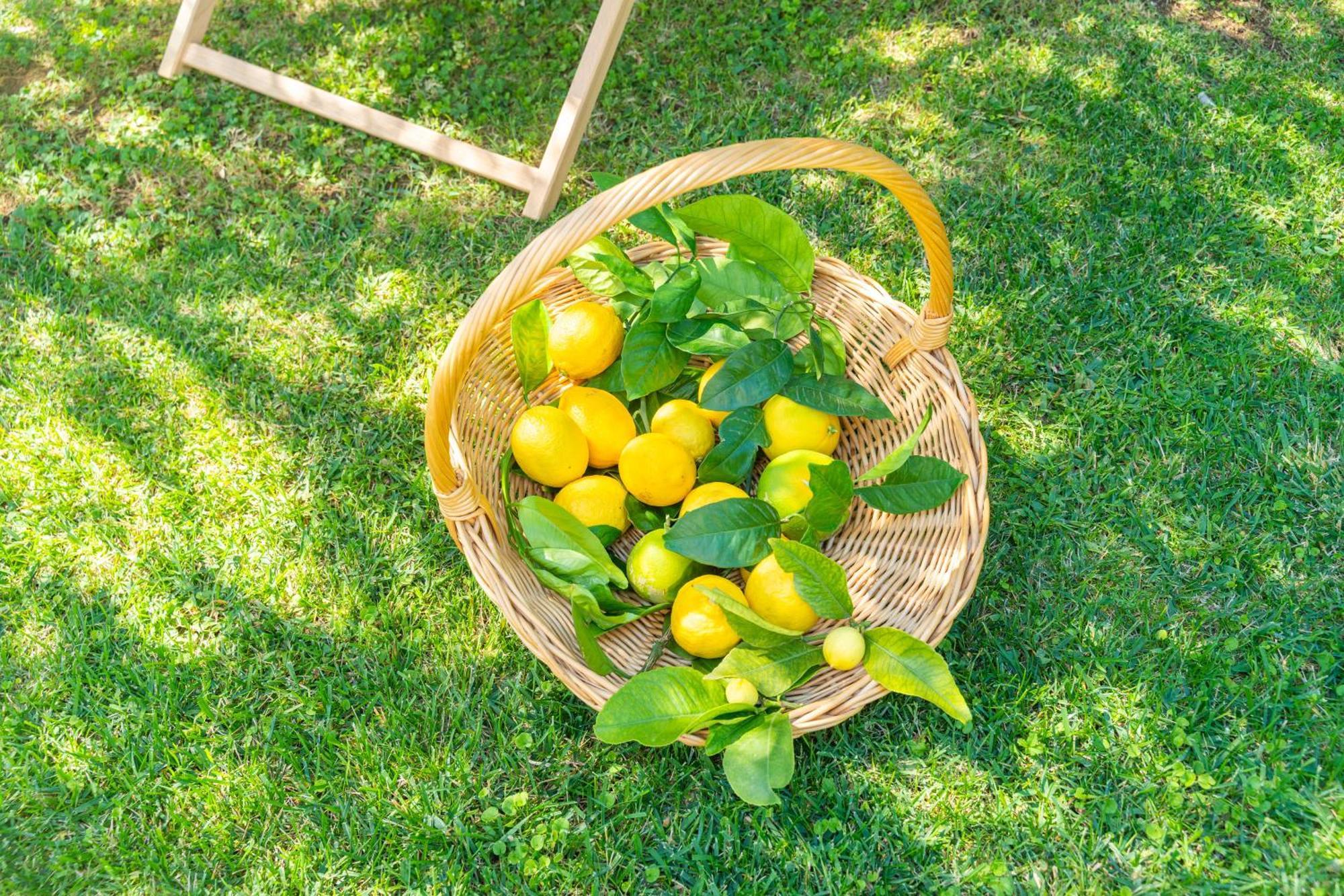 Villa Lemon Garden - Apartment In Dubrovnik 米利尼 外观 照片