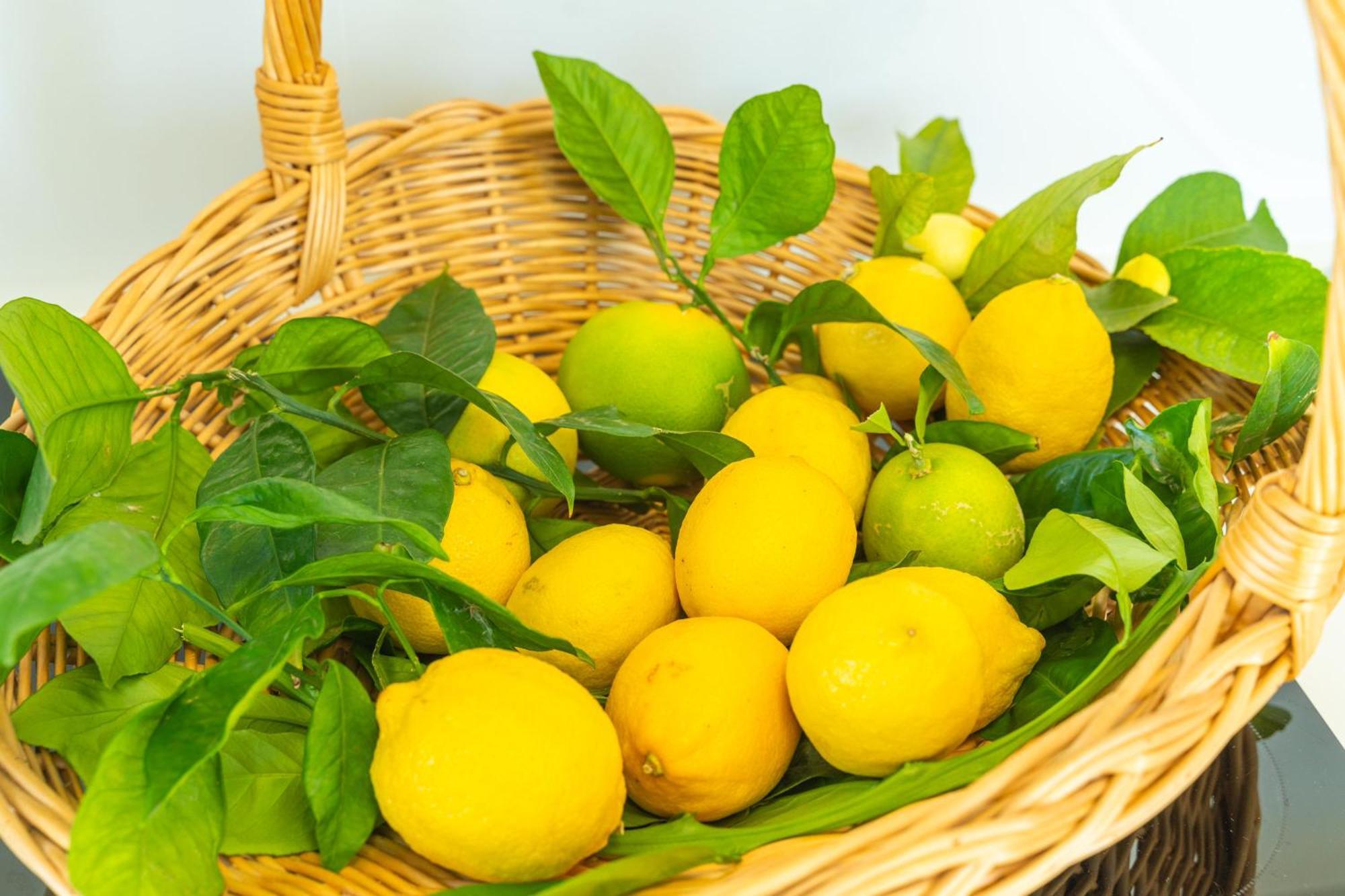 Villa Lemon Garden - Apartment In Dubrovnik 米利尼 外观 照片